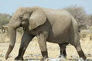 Elephant walking with wet feet over dry grassland, African Bush Elephant -Loxodonta africana-, Etosha National Park
