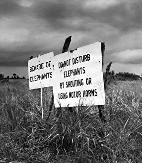 Images Dated 5th May 2016: Elephant Warning