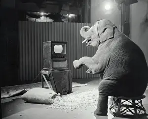 Elephant Watching Television