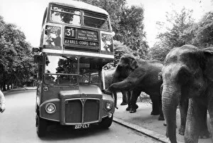 Board Gallery: Three Elephants Boarding a Bus