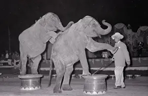 Obedience Prints: Elephants Doing Circus Tricks