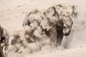 Images Dated 8th April 2015: Elephants in dust