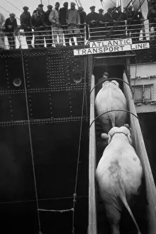 Elephants Embarking