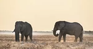 Two elephants in the evening light on dry grassland, African Elephant -Loxodonta africana-, Etosha National Park