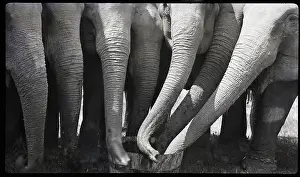 Pail Prints: Elephants Feeding from Bucket