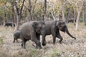 Elephants in the forest, Asian or Asiatic elephant -Elephas maximus-, Mudumalai National Park, Tamil Nadu, Tamilnadu
