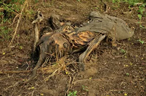 One of the elephants killed by Sudanese poachers on 5 March 2012, Bouba-Ndjida National Park, Cameroon, Central Africa