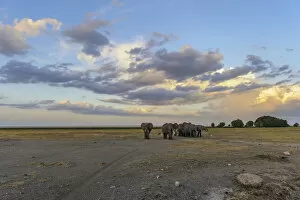 Elephants in landscape at sunset waiting to cross road, Amboseli National Park, Kenya, Africa