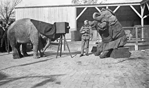 Photographing Prints: Elephants Photograph Each Other