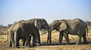 Images Dated 23rd August 2012: Two elephants playfully fighting, African Elephant -Loxodonta africana-, Etosha National Park