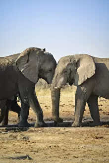 Images Dated 23rd August 2012: Two elephants playfully fighting, African Elephant -Loxodonta africana-, Etosha National Park
