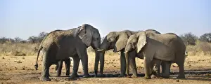 Two elephants playfully fighting, African Elephant -Loxodonta africana-, Etosha National Park, Tsumcor waterhole, Namibia