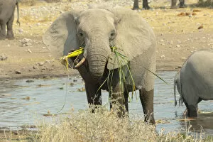 Elephants standing in the water drinking and feeding, African Elephants -Loxodonta africana-, Koinachas waterhole