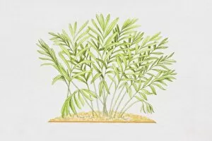 Plant Stem Gallery: Elettaria cardamomum, Cardamon plant