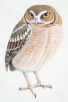 Brown Gallery: Elf Owl (Micrathene whitneyi)