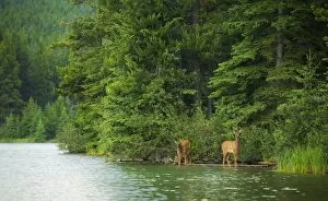 Banff National Park, Canada Gallery: Elk Calves