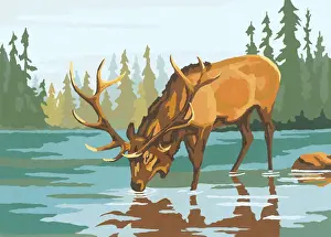 Fir Tree Prints: Elk Drinking Water