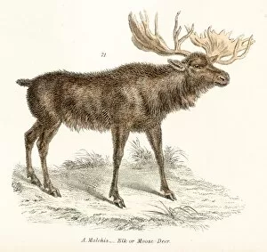 Images Dated 3rd April 2017: Elk engraving 1803