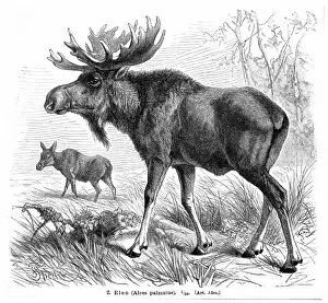 Images Dated 24th July 2016: Elk engraving 1896