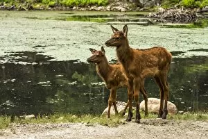 Images Dated 22nd June 2016: Two Elk Fawns