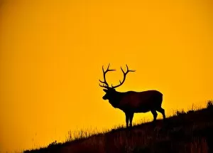 Images Dated 27th September 2012: Elk at First Light