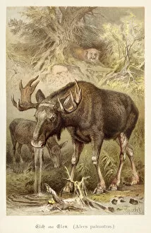 Images Dated 6th July 2016: Elk illustration 1888