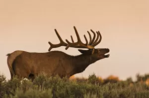 Images Dated 1st July 2012: Elk In velvet on hill in Yellowstone
