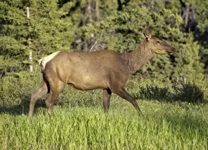 Even Toed Ungulate Gallery: Elk, wapiti -Cervus canadensis-, female, cow, Yukon Territory, Canada