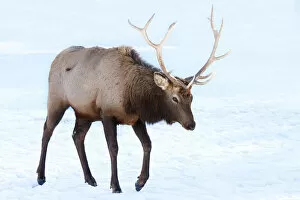 Images Dated 27th December 2010: Elk in winter