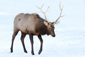 Elk in winter