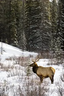 Prints of Elk in winter forest, Banff National Park, Alberta, Canada Banff National Park, Canada Prints: Elk in winter forest, Banff National Park, Alberta, Canada