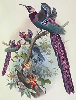Biological Prints: Elliot's bird-of-paradise, 19th century illustration