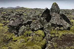 Images Dated 9th September 2014: Elongate Rock Moss -Niphotrichum elongatum- growing in a lava field, Reykjanesskagi