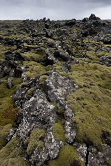 Images Dated 9th September 2014: Elongate Rock Moss -Niphotrichum elongatum- growing in a lava field, Reykjanesskagi