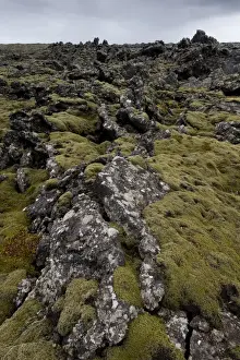 Lava Plain Prints: Elongate Rock Moss -Niphotrichum elongatum- growing in a lava field