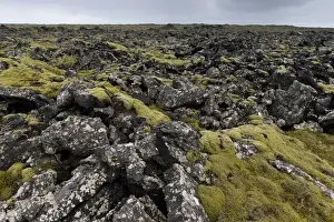 Lava Plain Prints: Elongate Rock Moss -Niphotrichum elongatum- growing in a lava field