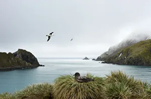 Solitude Gallery: Elsehul Cove