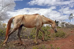 Emaciated horse on a barren pasture, Lencois, Bahia, Brazil