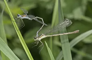 Images Dated 11th August 2013: Emerald Damselflies -Lestes sponsa-, couple, Baden-Wurttemberg, Germany