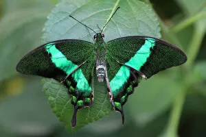 Images Dated 16th July 2015: Emerald swallowtail (Papilio palinurus)
