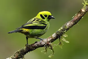 Emerald Tanager
