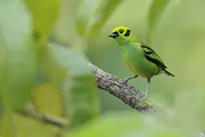 Images Dated 12th June 2015: Emerald Tanager