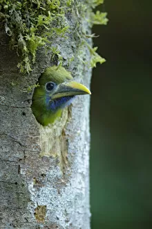 Images Dated 22nd April 2016: Emerald Toucanet