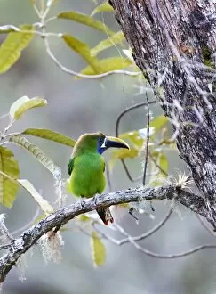 Images Dated 16th January 2015: Emerald Toucanet (Aulacorhynchus prasinus) Costa Rica