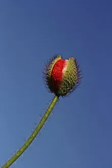 Emerging poppy bud -Papaver sp.-
