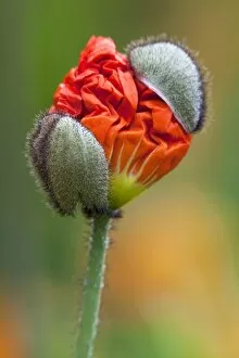 Images Dated 30th April 2012: Emerging poppy bud -Papaver sp.-, Mainau Island, Lake Constance, Baden-Wuerttemberg, Germany, Europe