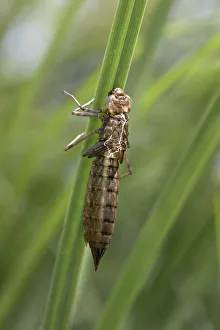Images Dated 7th July 2013: Emperor Dragonfly -Anax imperator-, empty larvae skin or exuvia, Versoix, Canton of Geneva