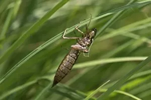 Emperor Dragonfly -Anax imperator-, empty larvae skin or exuvia, Versoix, Canton of Geneva, Switzerland