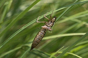 Images Dated 7th July 2013: Emperor Dragonfly -Anax imperator-, empty larvae skin or exuvia, Versoix, Canton of Geneva