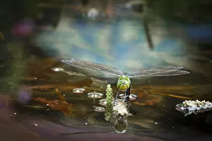 Images Dated 12th June 2011: Emperor Dragonfly or Blue Emperor -Anax imperator-, female laying eggs, Gartenteich Schmellwitz